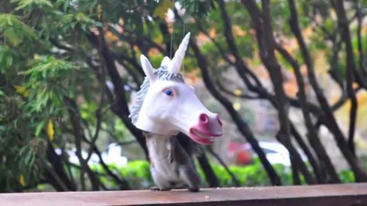Unicorn Head Squirrel Feeder