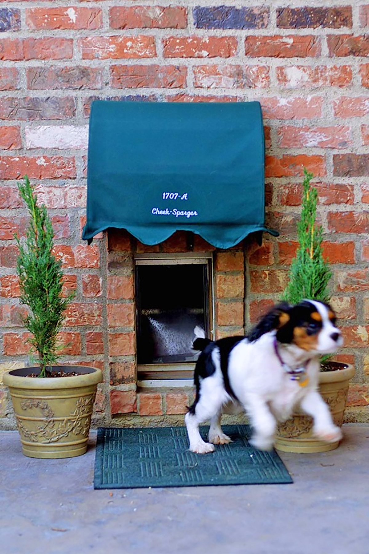 Unique Doggie Door Designs - Cute Doggie Door Design Inspiration