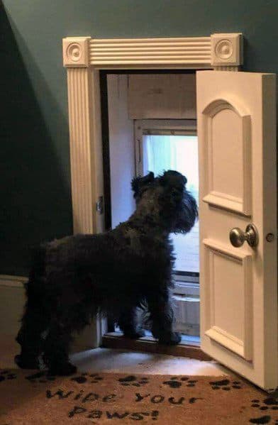 Unique Doggie Door Designs - Cute Doggie Door Design Inspiration
