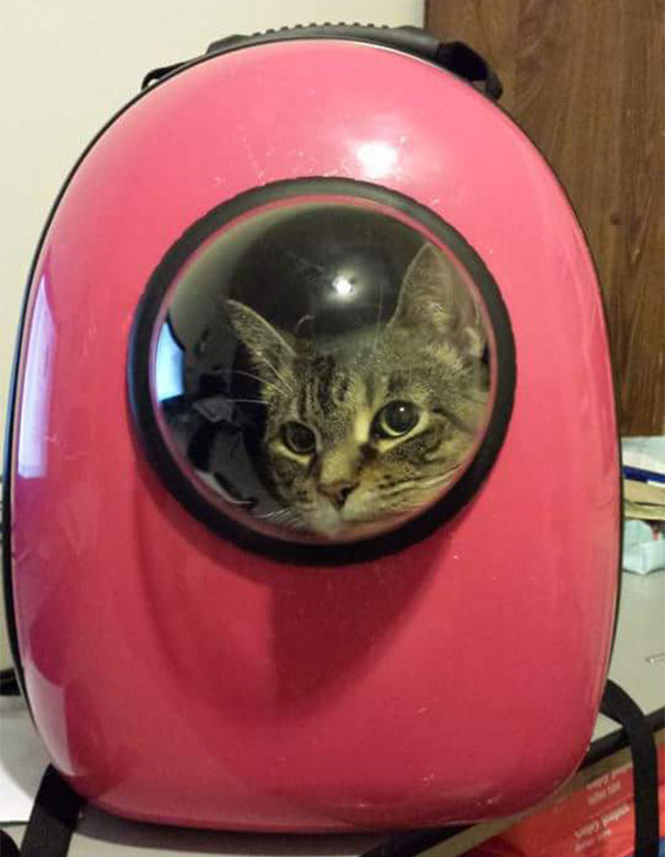 U-Pet Cat Bag - Bubble Window Cat Travel Bag