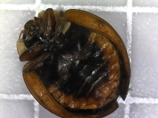 Magnified Lady Bug