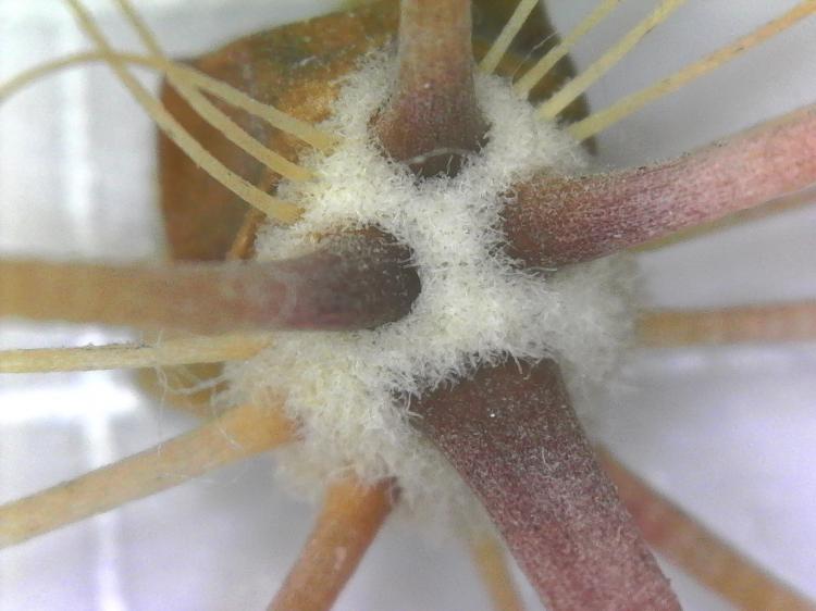 Magnified Cactus