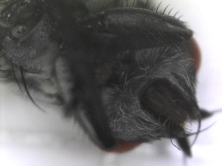 Magnified House Fly