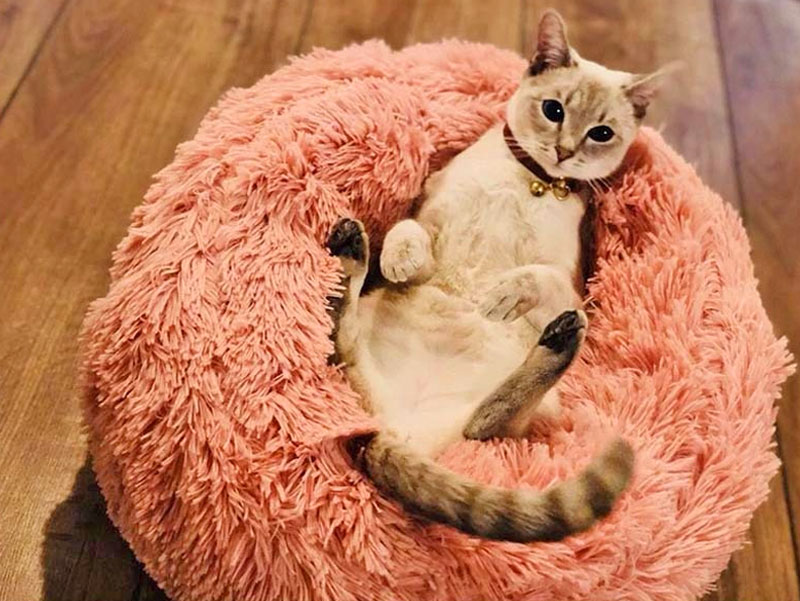 Fluffiest, Softest Dog Bed In The World