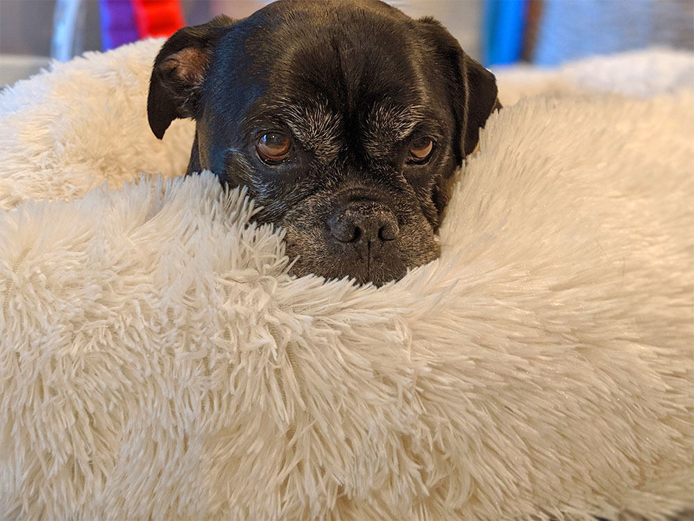 Fluffiest, Softest Dog Bed In The World Fluffiest, Softest Dog Bed In The World