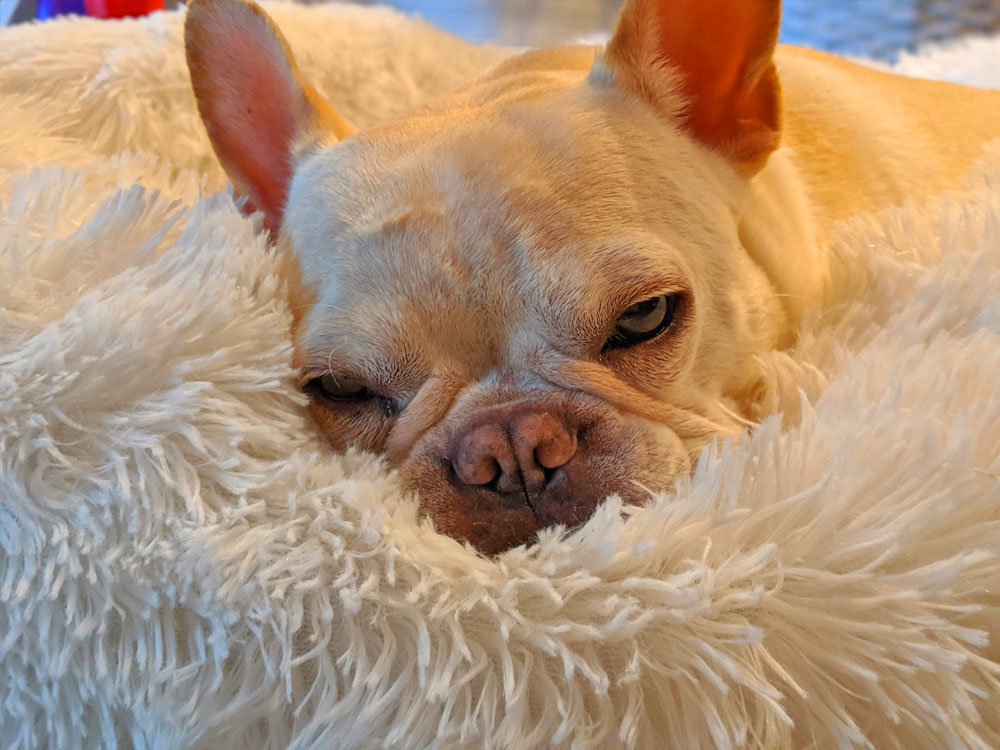 Fluffiest, Softest Dog Bed In The World