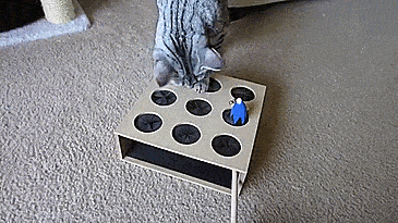 Mouse on a stick cat toy - Wack-a-mouse cat toy