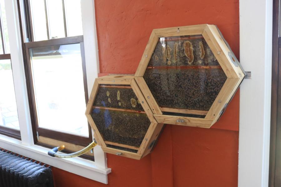 Beecosystem wall mounted indoor beehive with tube through window