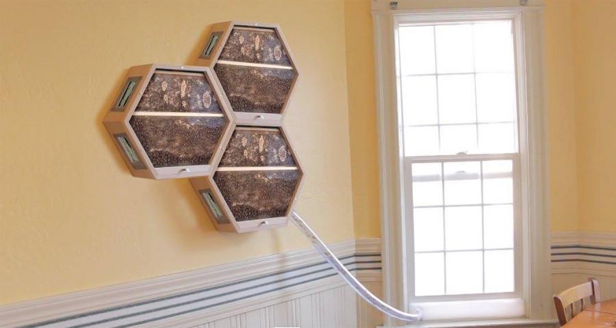 Beecosystem wall mounted indoor beehive with tube through window