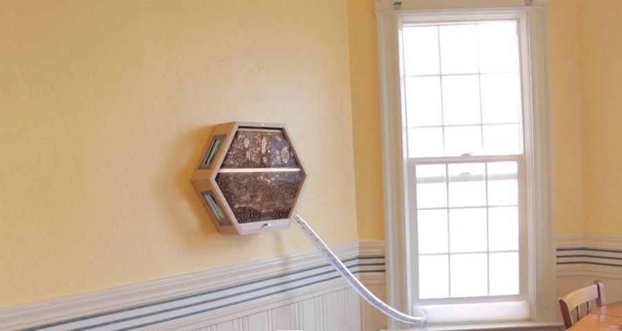 Beecosystem wall mounted indoor beehive with tube through window