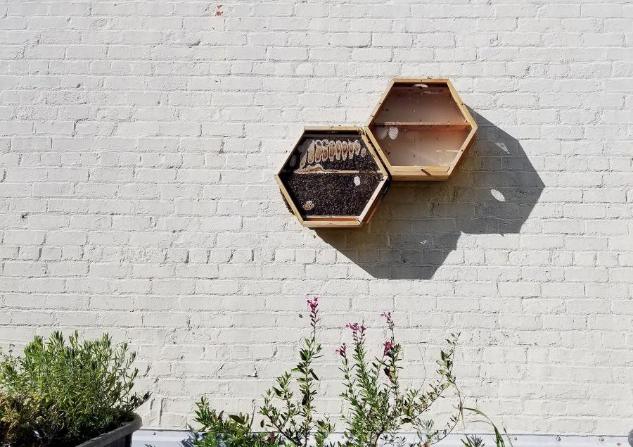 Beecosystem wall mounted indoor beehive with tube through window