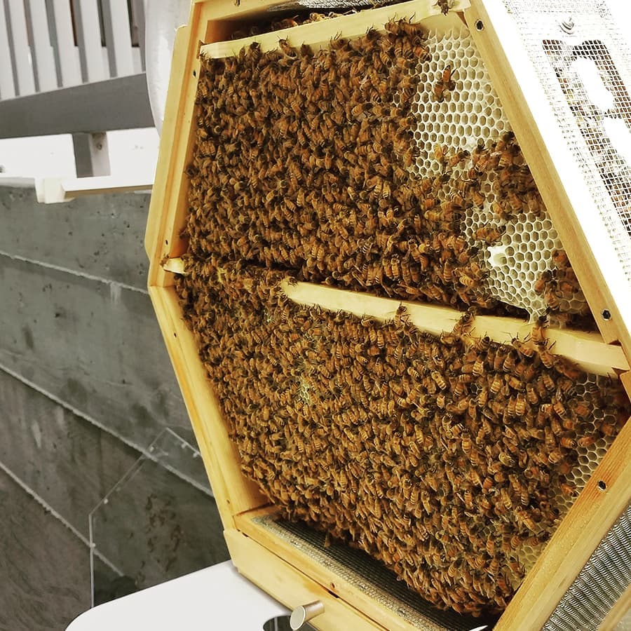 Beecosystem wall mounted indoor beehive with tube through window