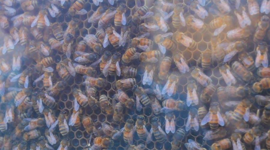 Beecosystem wall mounted indoor beehive with tube through window