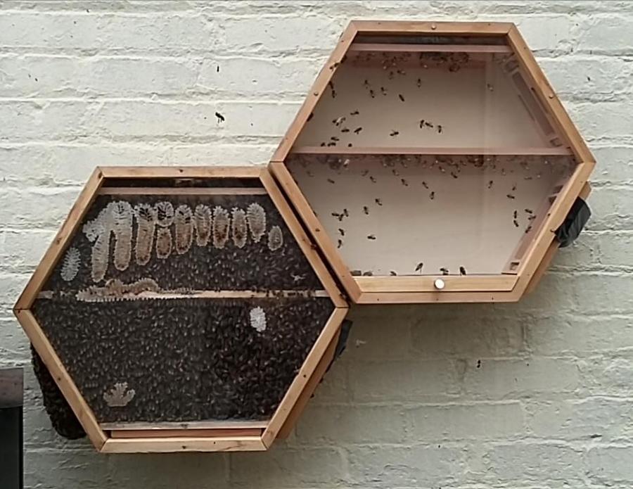 Beecosystem wall mounted indoor beehive with tube through window