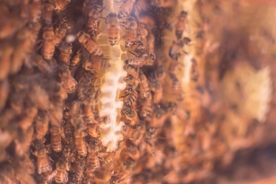 Beecosystem wall mounted indoor beehive with tube through window