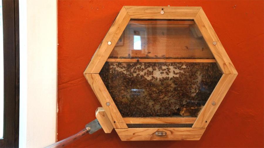 Beecosystem wall mounted indoor beehive with tube through window