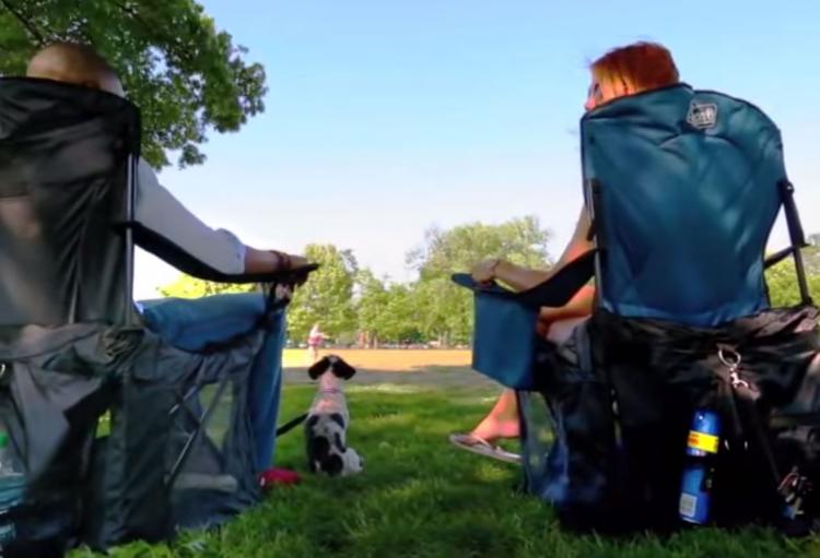 Wrapsit Converts Your Lawn Chair Into A Pet Crate - lawn-chair pet crate
