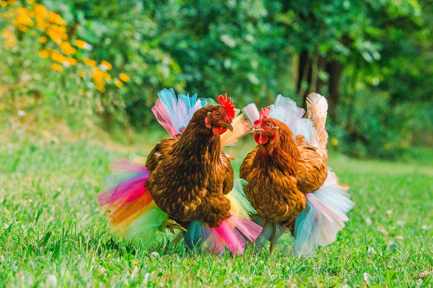 chicken tutu