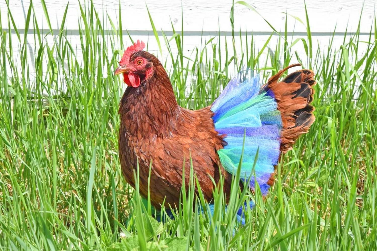 chicken tutu