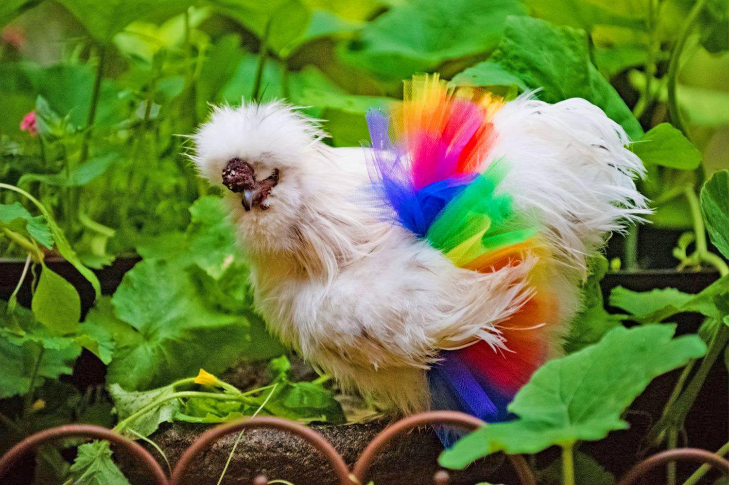 chicken tutu