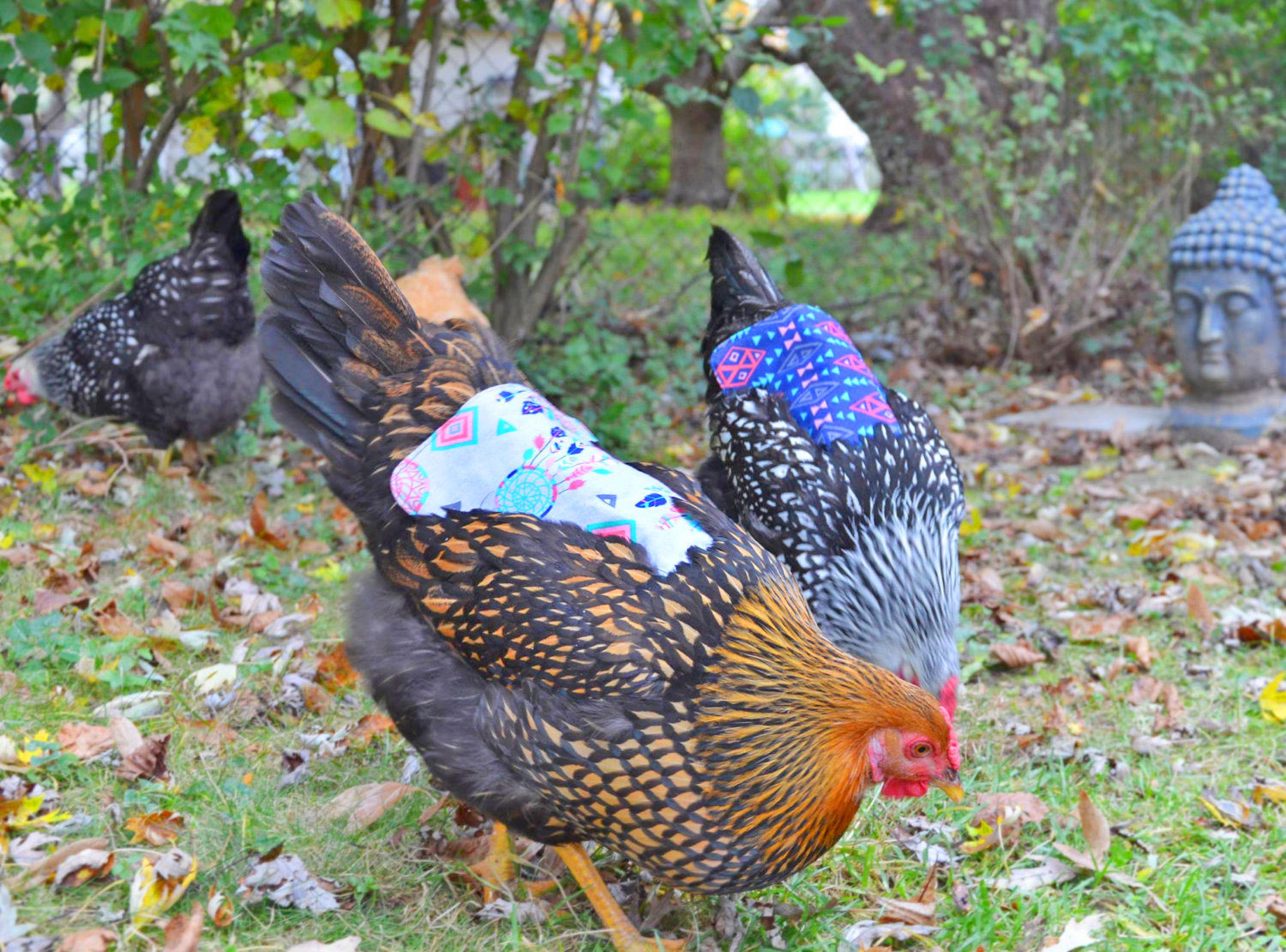 chicken saddle