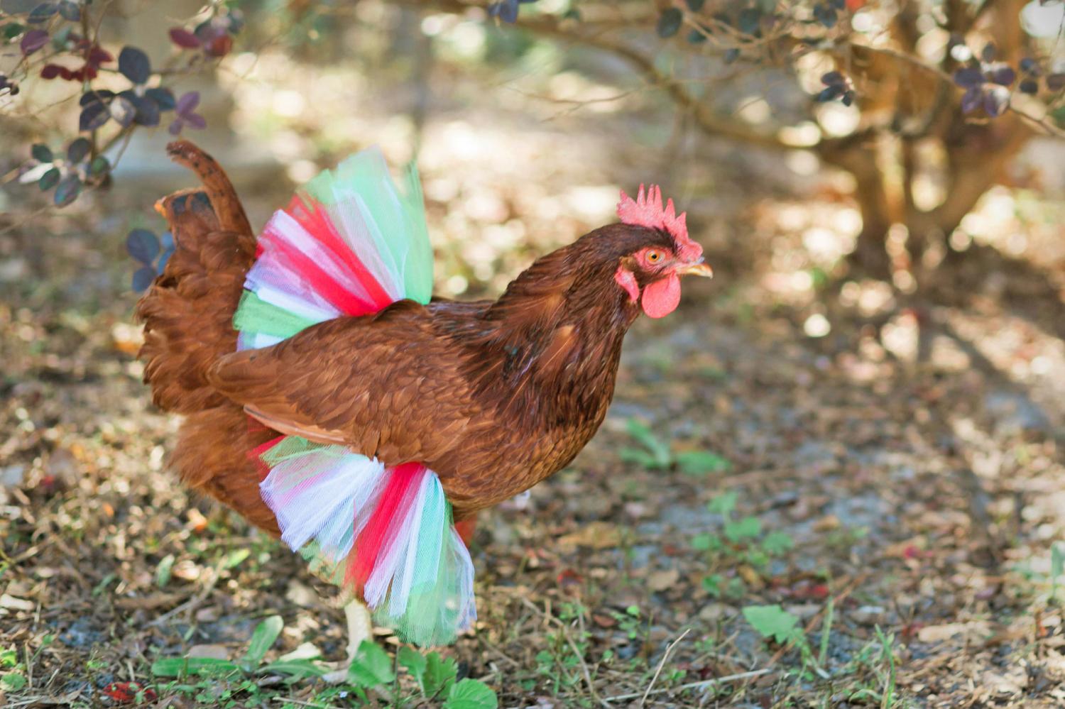 chicken tutu