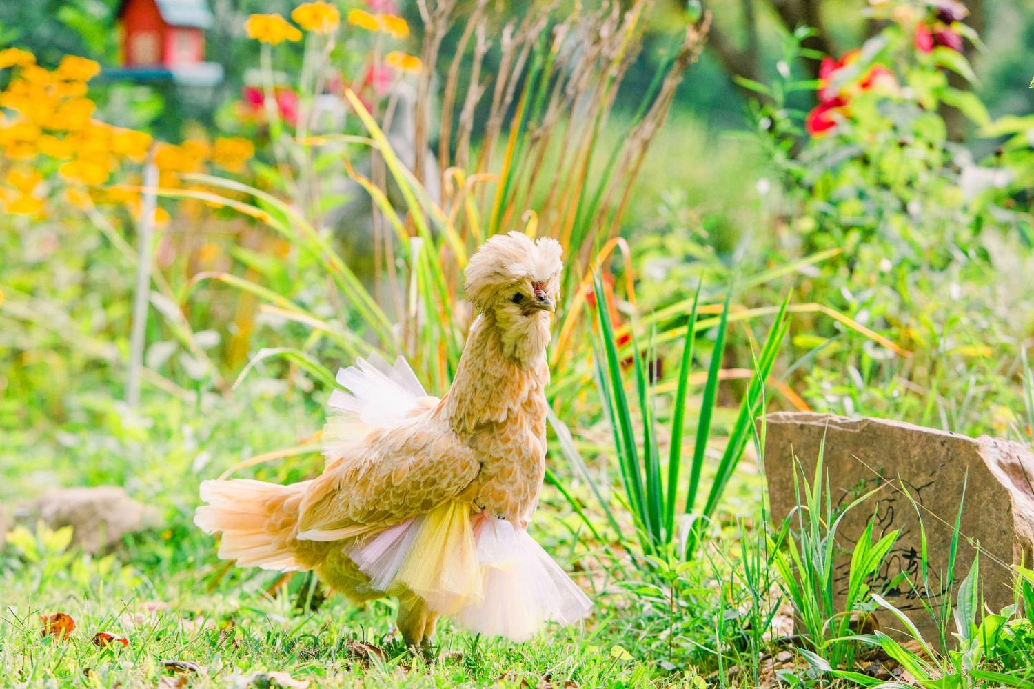 chicken tutu