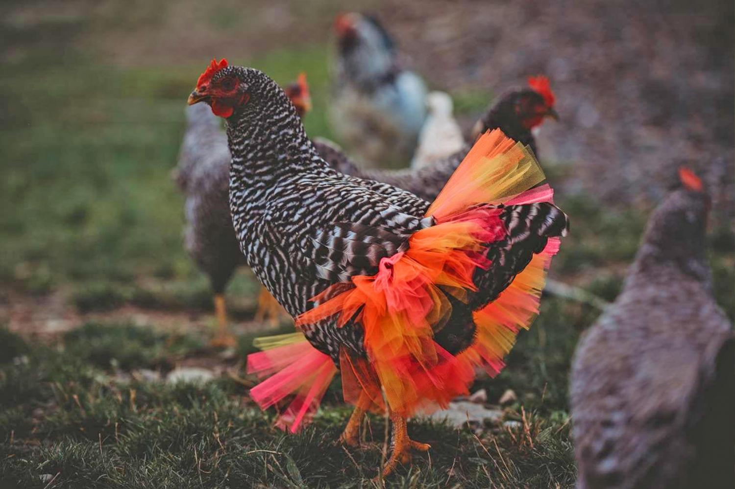 chicken tutu