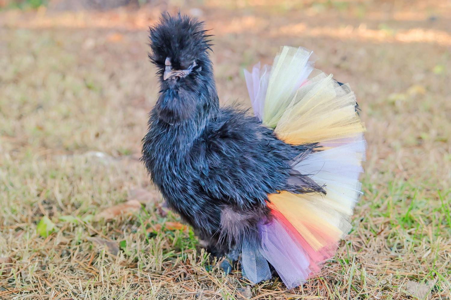 chicken tutu