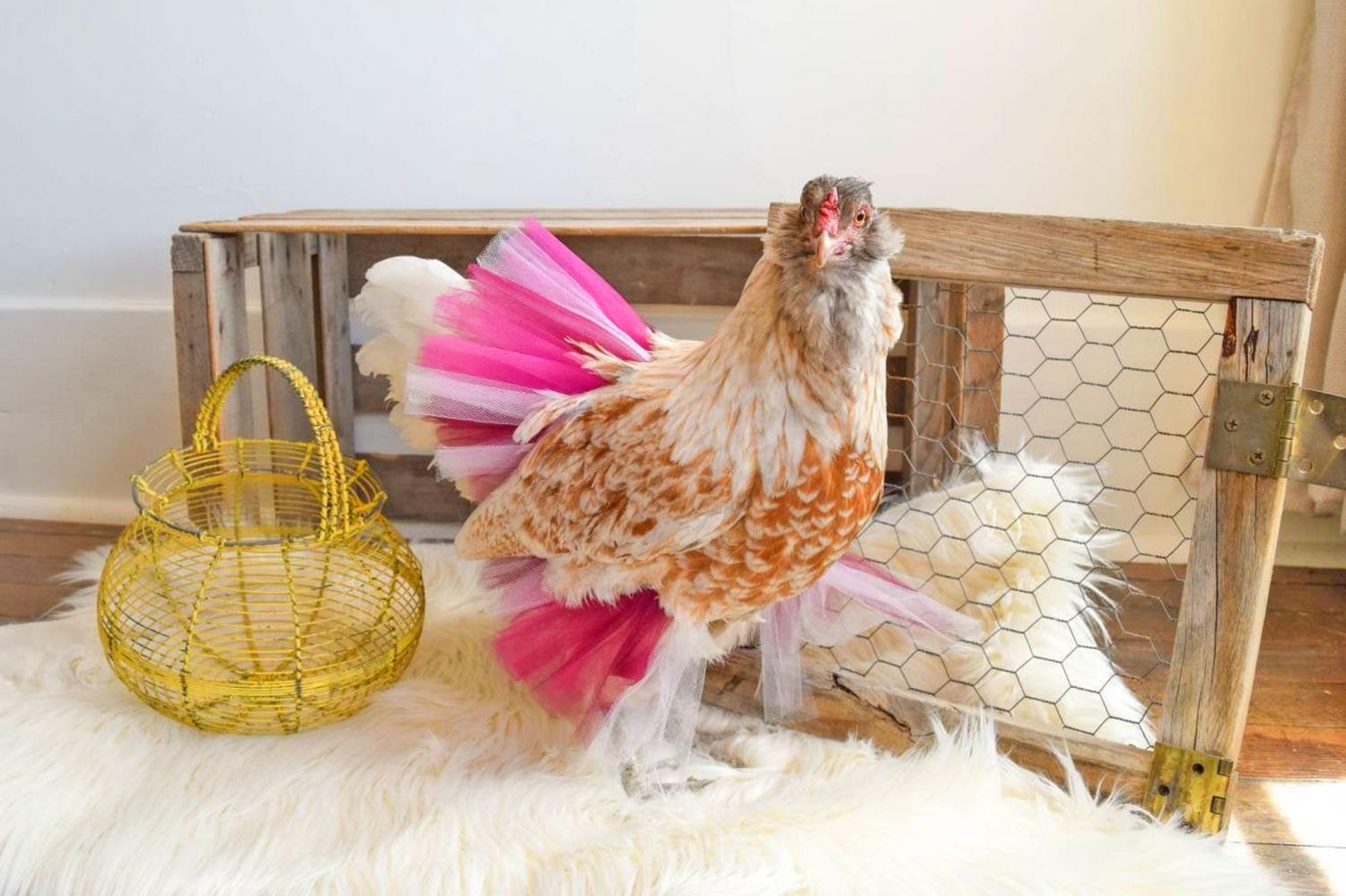 chicken tutu