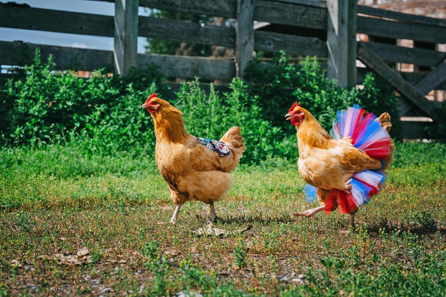 chicken tutu