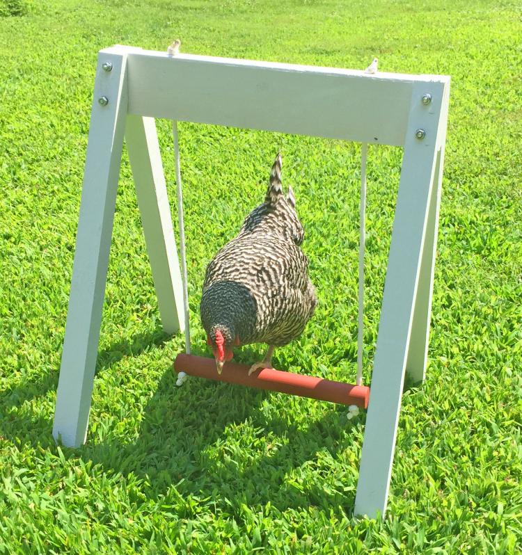 Chicken Swing Set