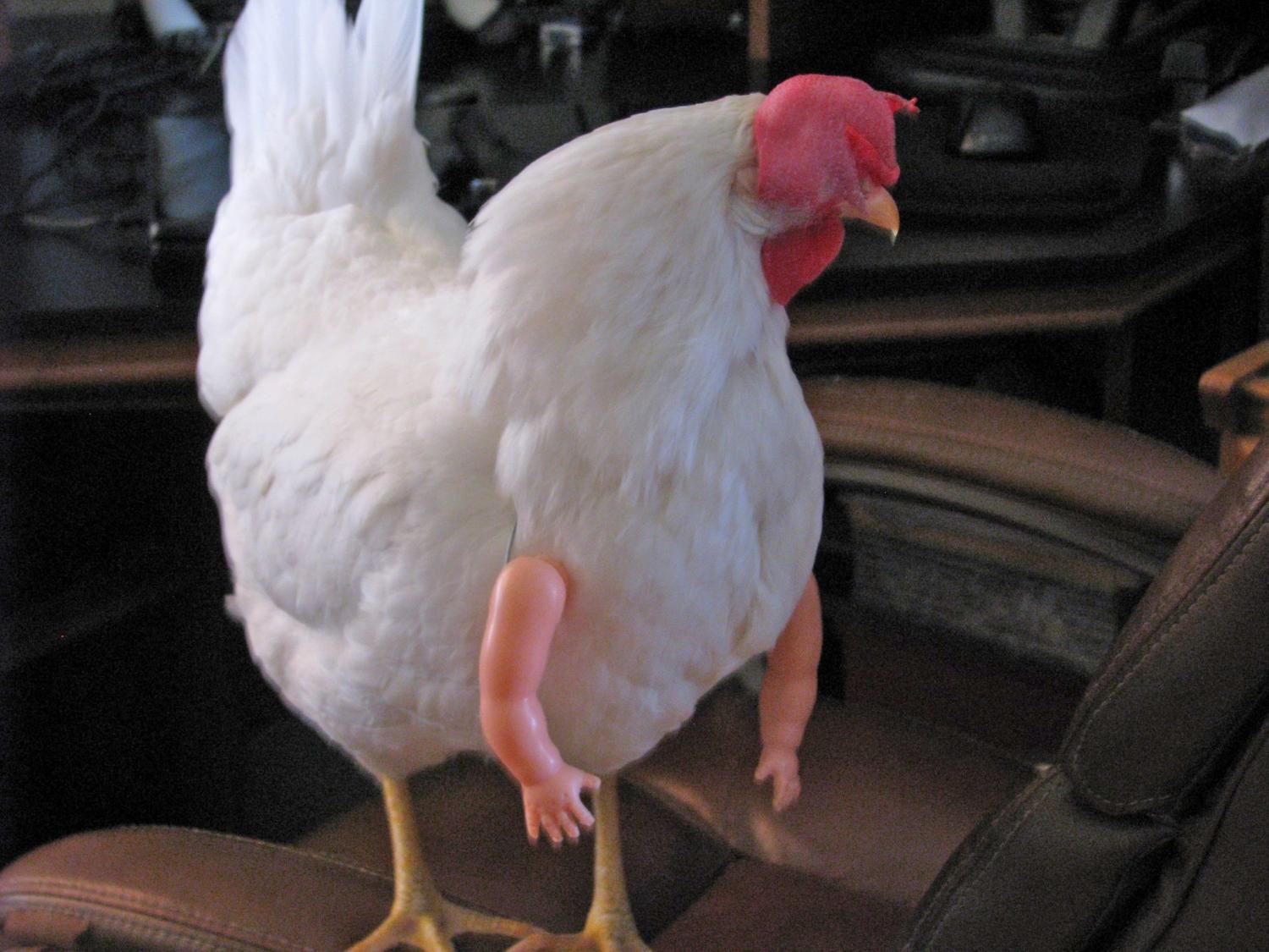 Give your chickens arms - Baby Doll arms for chickens
