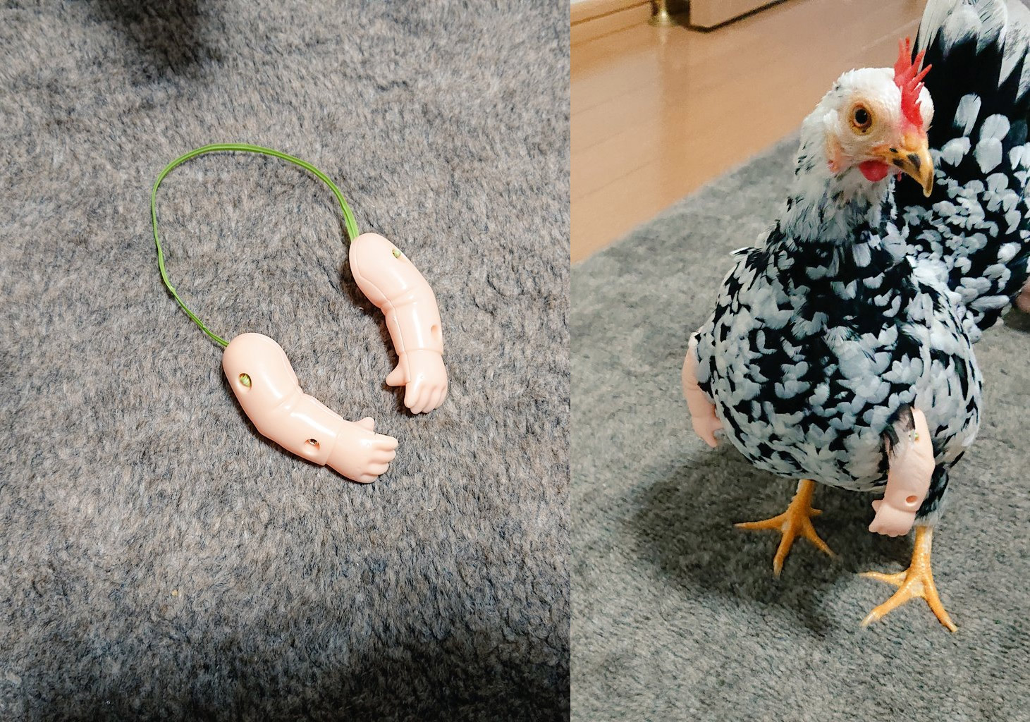 Give your chickens arms - Baby Doll arms for chickens
