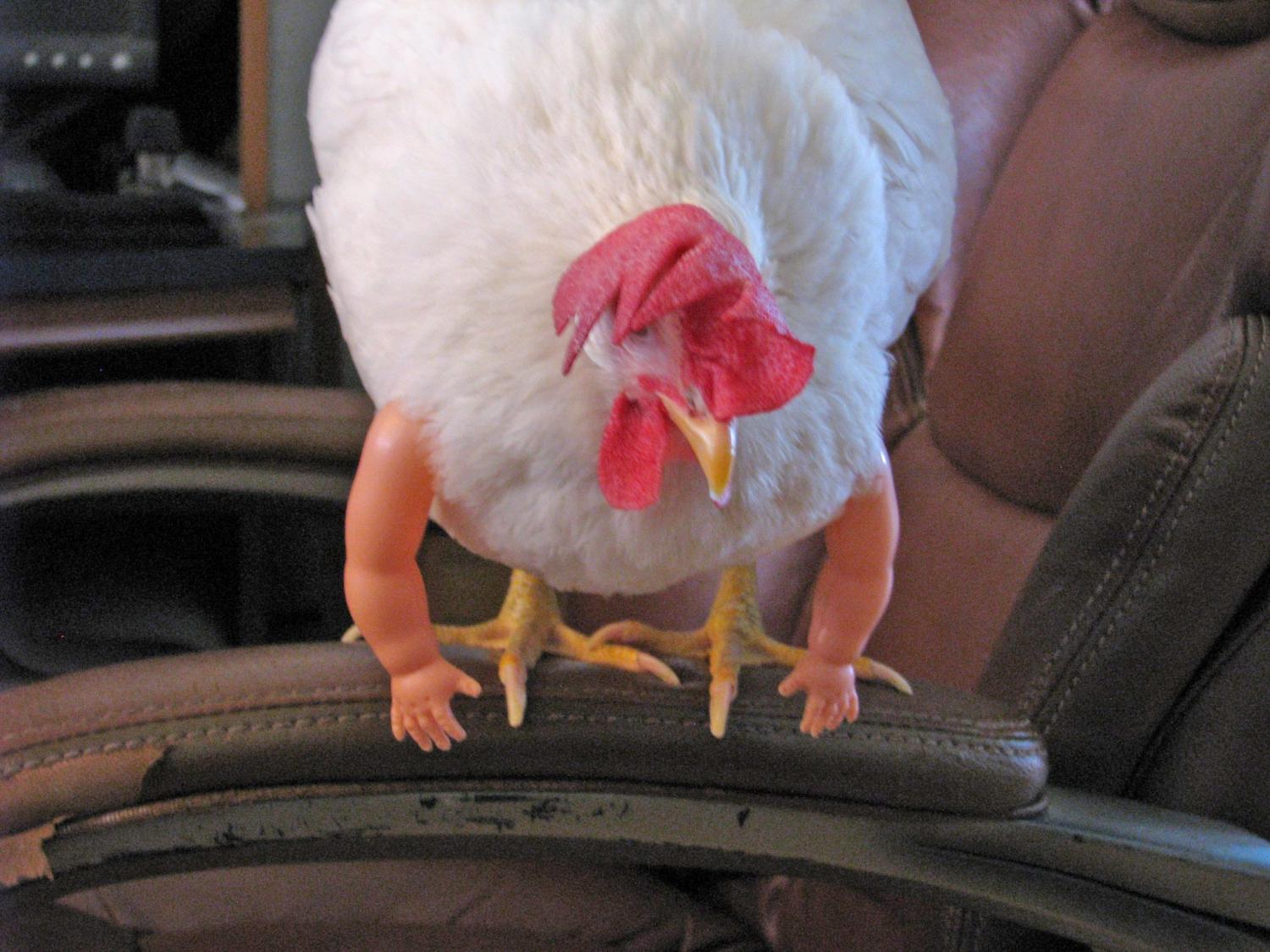 Give your chickens arms - Baby Doll arms for chickens