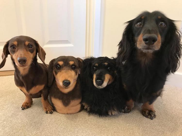 Cuddle Clones Slippers - Custom slippers made to look like your dog or cat - Pet Slippers