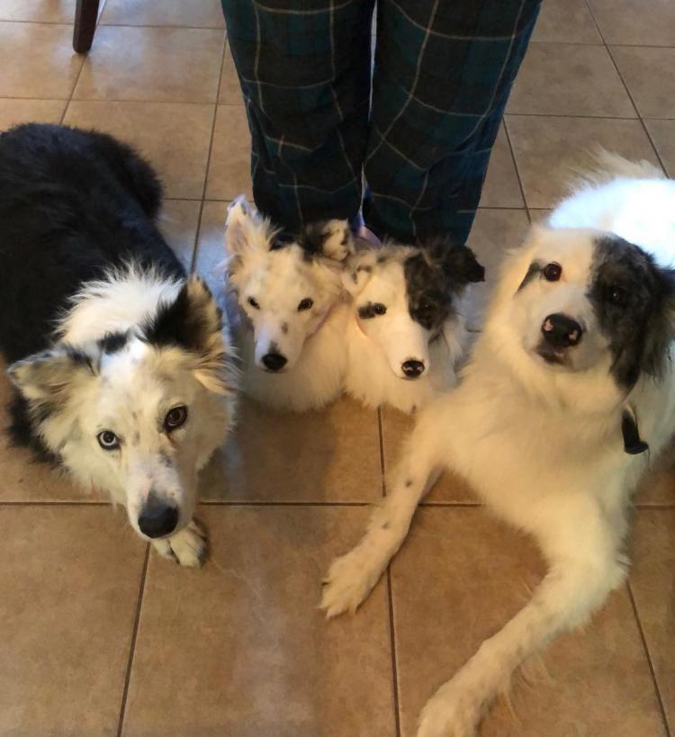 Cuddle Clones Slippers - Custom slippers made to look like your dog or cat - Pet Slippers