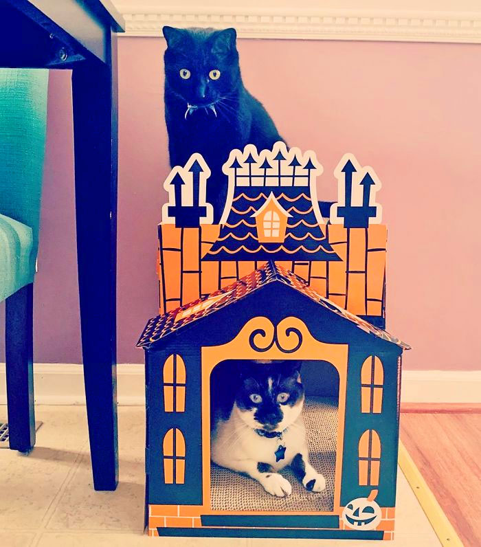 Halloween Cat Mansion