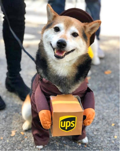 UPS Dog Costume