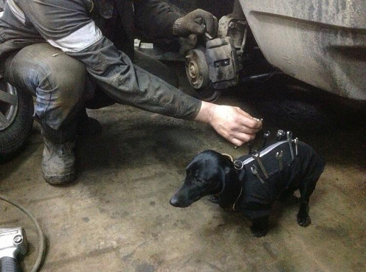 Tool-dog helps holds tools for mechanic - Russian mechanics dog tool box - Wiener dog holds wrenches