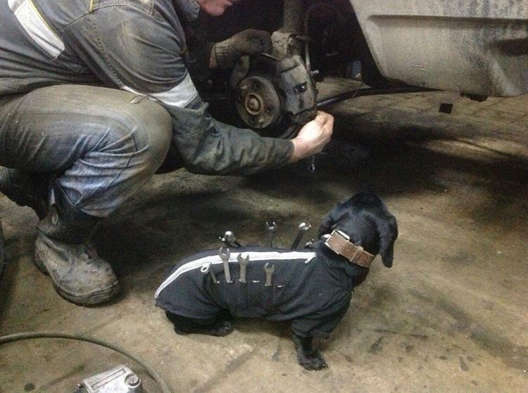 Tool-dog helps holds tools for mechanic - Russian mechanics dog tool box - Wiener dog holds wrenches