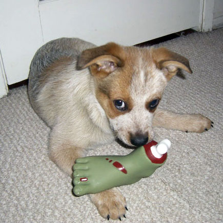 Zombie Foot Dog Toy